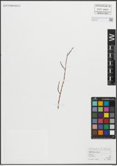 Foto von Salix repens L.